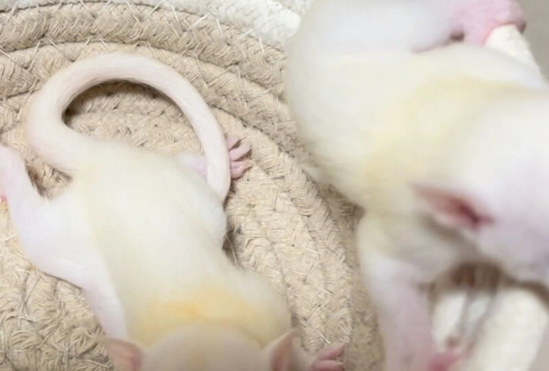 動画サムネイル