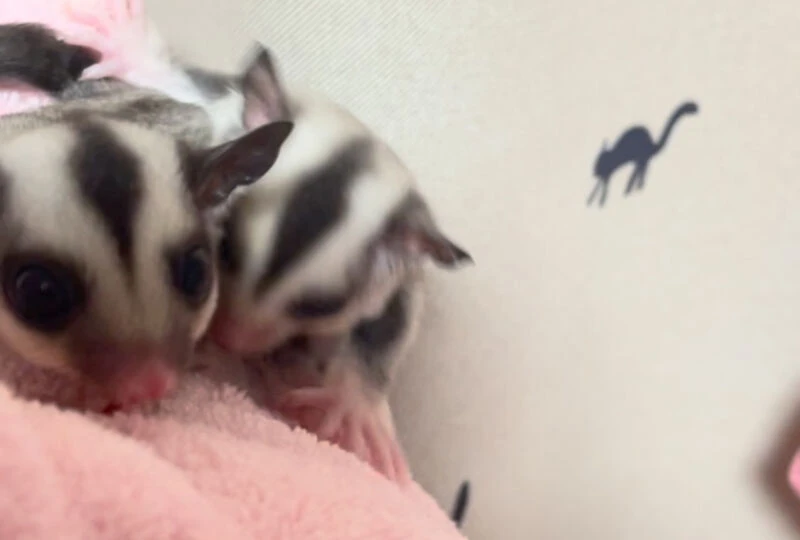 動画サムネイル